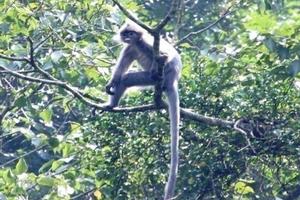 Người đầu tiên chụp ảnh vọc xám ở Khu Bảo tồn Xuân Liên