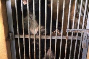 Tăng cường quản lý, bảo vệ động vật hoang dã