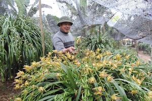 Địa lan Sapa có chậu giá gần trăm triệu đồng vẫn đắt khách
