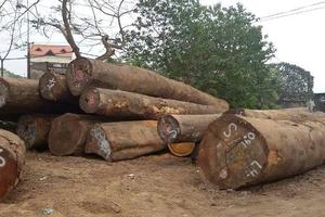 Nạn gỗ lậu do tham nhũng của cán bộ địa phương