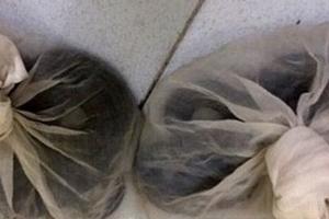 Kiểm tra xe ô tô phát hiện động vật hoang dã quý hiếm