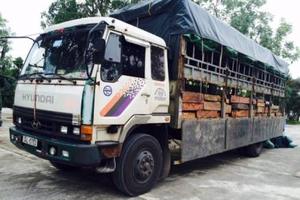 Bắt xe chở khối lượng lớn gỗ không rõ nguồn gốc
