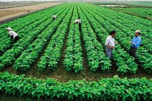 Gây dựng, lan tỏa văn hóa sản xuất, kinh doanh nông nghiệp an toàn