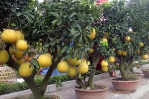 Thị trường cây cảnh Tết Đinh Dậu 2017: Quất, đu đủ bonsai lên ngôi