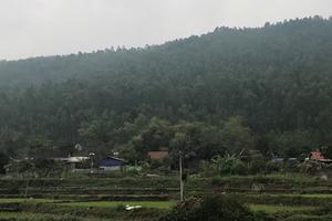 Xóa sổ rừng phòng hộ để xây nghĩa trang?