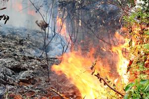 Cháy rừng dữ dội ở Hải Phòng