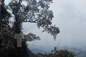 Bắc Bộ vẫn duy trì rét đậm, nhiệt độ có nơi dưới 12 độ C