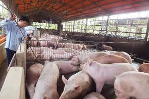 Cấm dùng chất tăng trọng trong chăn nuôi từ ngày 1/3/2017