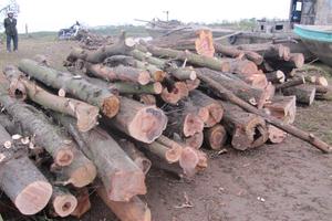 Phát hiện xử lý 269 vụ vi phạm lâm luật