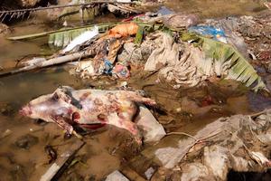 Kinh hãi hàng chục xác lợn trôi sông bốc mùi nồng nặc