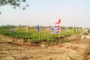 Xem xét dừng triển khai dự án sản xuất rau an toàn tại xã Hoàng Long