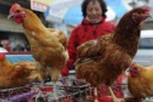 Virus cúm H7N9 biến đổi thành độc lực cao