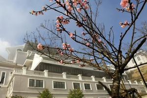 Ngắm hoa đào đẹp nao lòng ở Fansipan Legend