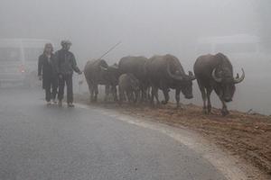 Rét kéo dài, hàng chục con trâu ở Sa Pa bị chết