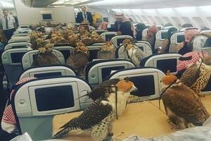 Hoàng tử Saudi mua vé máy bay cho 80 con chim ưng