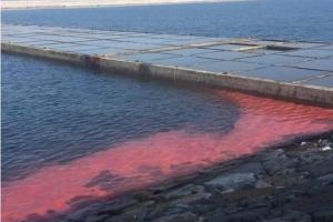 Vệt nước đỏ ở biển Vũng Áng là do con người xả thải