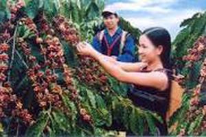 Đắk Lắk cần chú trọng phát triển các loại cây trồng chiến lược