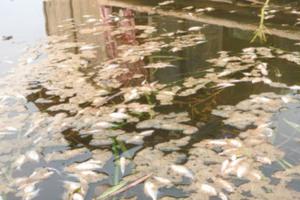 Cá chết bất thường trên sông Âm