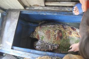 Thả lưới câu cá, bắt được rùa vàng “khủng” nặng 50kg