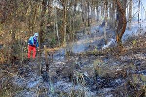 Hàng chục hecta rừng tự nhiên tại Đắk Nông bị tàn phá, đốt trụi