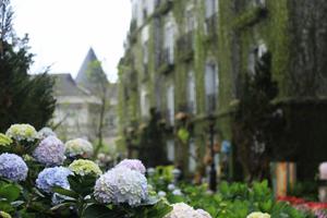 Có một thiên đường hoa Bà Nà