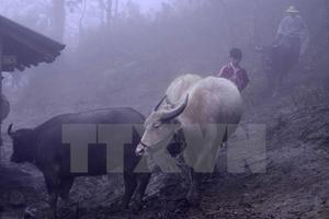 Không khí lạnh ảnh hưởng, Bắc Bộ từ đêm nay trời chuyển rét