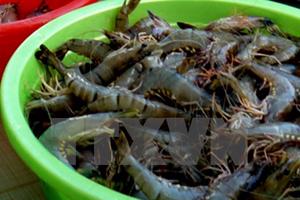 Thu giữ gần nửa tấn tôm sú bơm tạp chất trên đường đi tiêu thụ