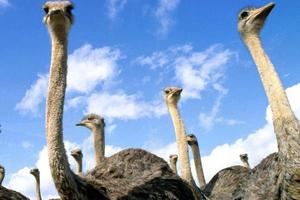 Dạo chơi giữa thiên nhiên kỳ thú tại FLC Zoo Safari Park