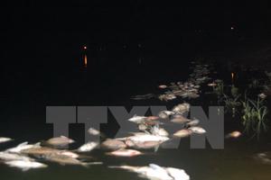 Khẩn trương xác định nguyên nhân cá chết trên sông Vĩnh Trà