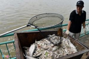 Vì sao dừng toàn bộ việc nuôi cá ở hồ Tây?