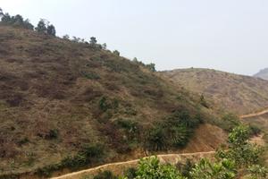 Phá rừng trồng keo, bài toán không có lời giải