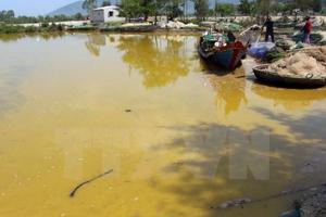 Công bố nguyên nhân hiện tượng nước biển màu vàng tại Lăng Cô