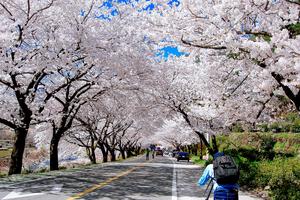 Du Xuân Anh Đào đặc sắc tại  Nhật Bản, Hàn Quốc, Đài Loan