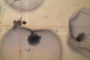 Tảo là nguyên nhân xuất hiện vệt nước màu đỏ ở ven biển 3 tỉnh Miền Trung