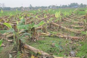 Vụ phá hoại hoa màu bao giờ được làm sáng tỏ?