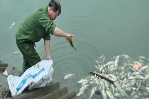 Lào Cai: "Bỗng dưng" cá chết hàng loạt và gần 200 ha hoa màu bị táp lá?  