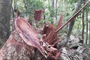 Nhiều cây gỗ nghiến liên tiếp bị chặt hạ tại Vườn Quốc gia Ba Bể