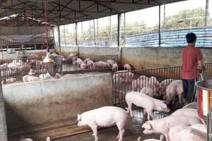 Chăn nuôi gặp khó: Ngành Nông nghiệp cầu cứu Thủ tướng