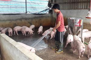 “Phải cấp bách cứu ngành Chăn nuôi như chữa cháy”