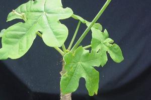 Bộ Y tế đề nghị các trường chặt bỏ ngay cây hoa chứa chất độc