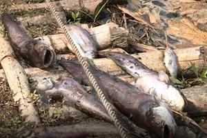 Xử phạt, đình chỉ hoạt động 3 tháng công ty xả thải ra sông Âm