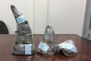 TP Hồ Chí Minh thu giữ 5kg sừng tê giác quý hiếm hơn 6 tỷ đồng