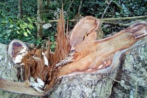 Rừng vẫn "chảy máu", trách nhiệm thuộc về ai?