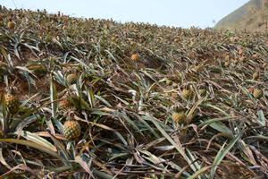 Yêu cầu Công ty Tứ Đỉnh bồi thường thiệt hại cho dân