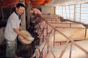 Biện pháp lâu dài "giải cứu" ngành Chăn nuôi lợn 