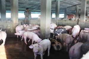 Đồng hành cùng nông dân “giải cứu” lợn