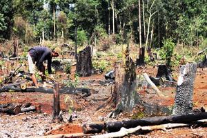 Đắk Nông: Bí thư Chi bộ Công ty Lâm nghiệp Đức Hòa bị cách chức
