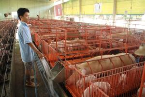 Trung Quốc mở cửa nhập heo, đừng vội mừng