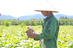 Nông dân lao đao vì bí đỏ mất giá