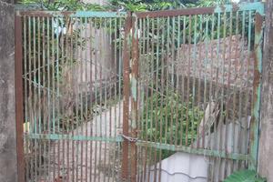 Tự ý chặt cây, xây nhà trên đất đứng tên người khác?